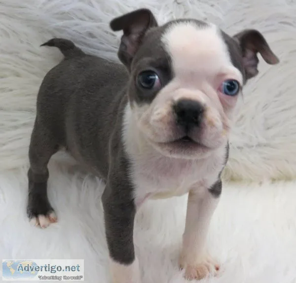 Affectionate Boston Terrier Puppies