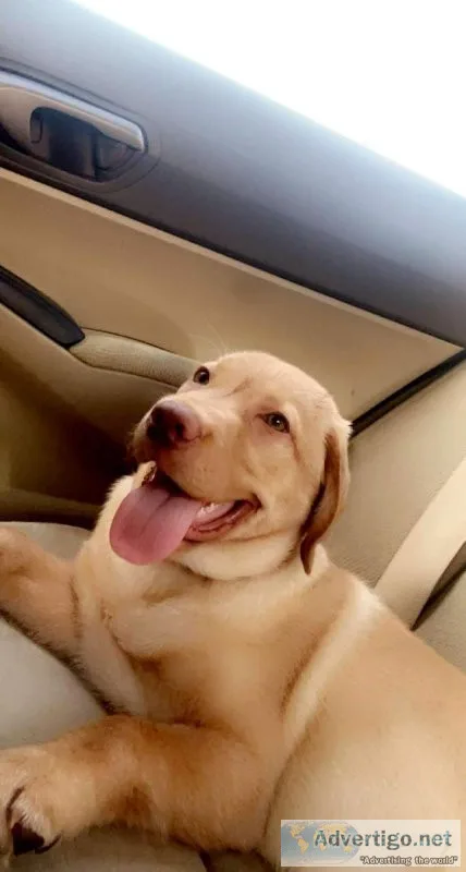 Girl Lab Puppy 4 months old