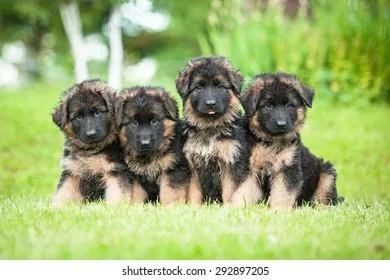 German Shepherd