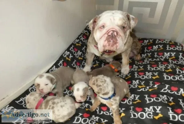 Beautiful Rare British Bulldogs. Text 4157230947