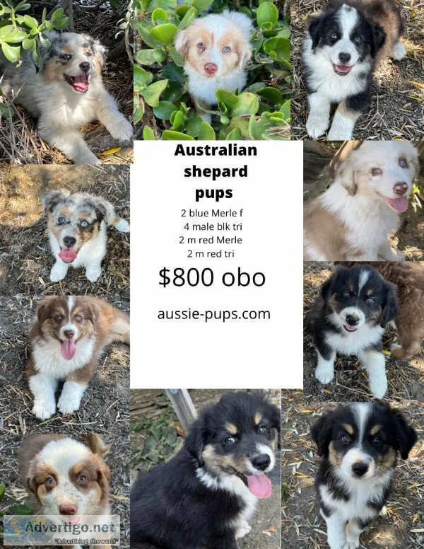 Australian Shepard puppies