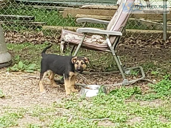 German Shepherd pups