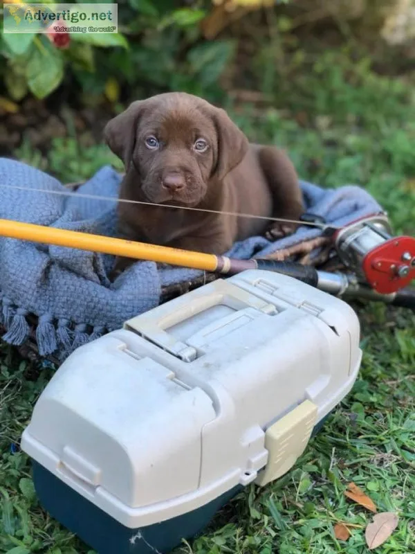 Labrador puppies
