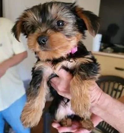 YORKIE PUPPIES