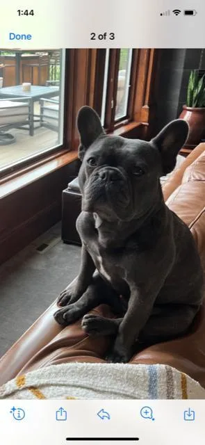 Blue male frenchbulldog