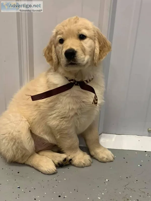 Male and Female Golden Retriever Puppies Available