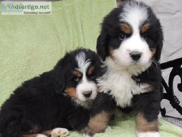 Bernese Mountain Dog Puppies
