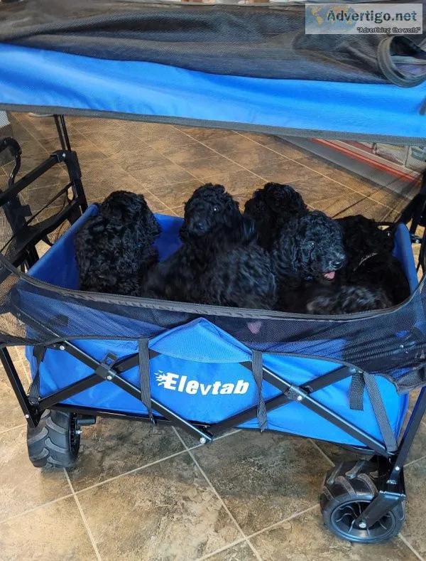 Standard Poodle puppies for sale