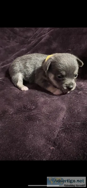 AKC Bluie corgi
