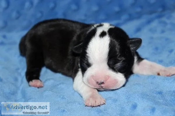 CKC Boston Terrier Puppies 