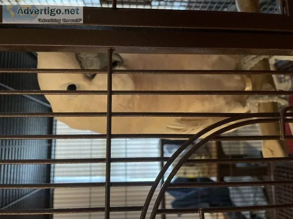 Cockatoo
