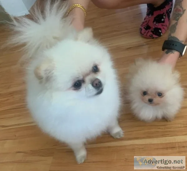 Pomeranian Super Tiny Male