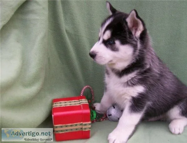 2 female siberian husky pups