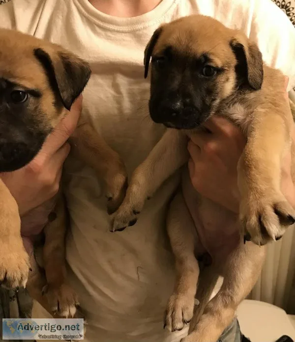 Very sweet lab puppies