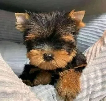 FAMILY YORKIE PUPPIES