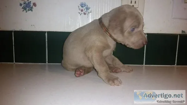 Cute And Lovely Weimaraner Puppies For Adoption