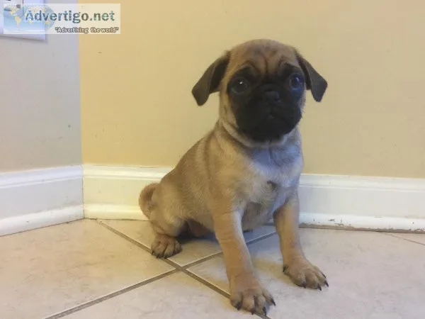 Male and Female Pug Puppies For Adoption