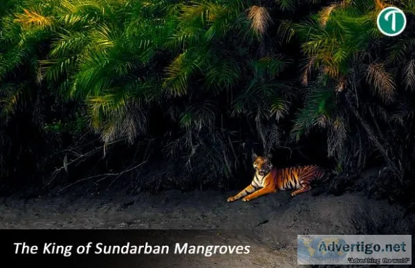 Sundarban package tour from kolkata