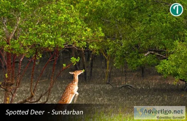 Sundarban package tour from kolkata