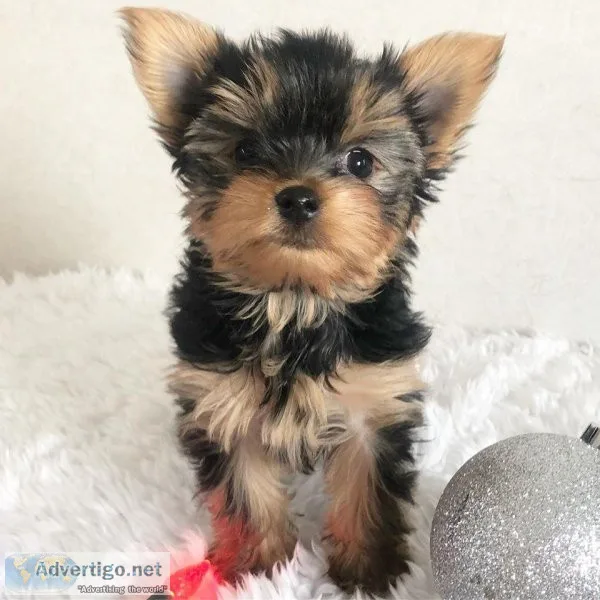 Purebred Tiny Yorkie Puppies