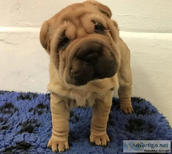 Adorable Shar Pei Puppies for Adoption
