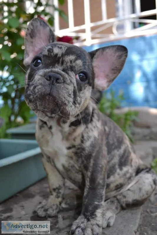French Bulldog Puppies