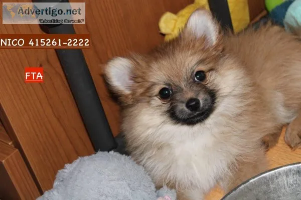 Pomeranian