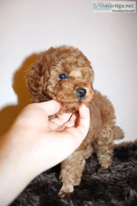 Toy Poodle Puppies For Adoption