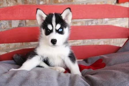 Siberian husky puppies- AKC - 10 weeks old