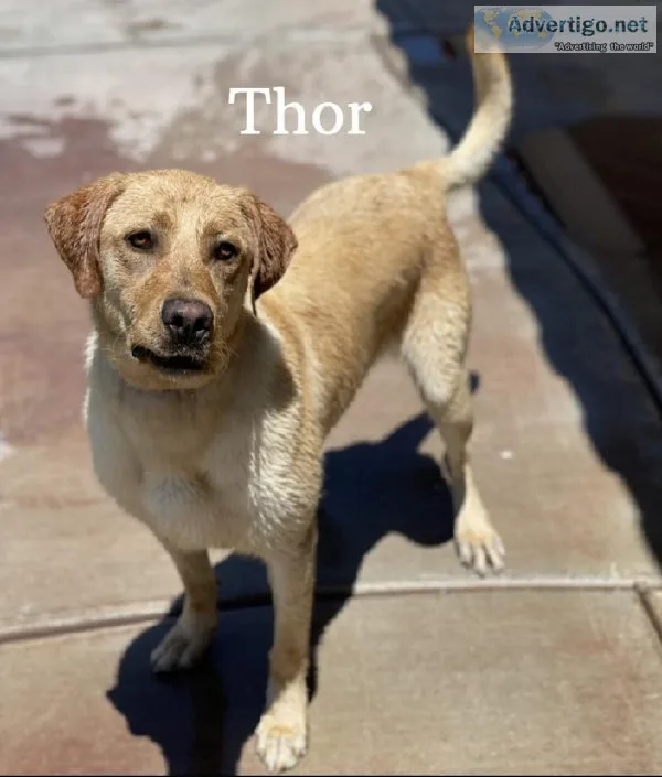 AKC American Labrador Stud Service