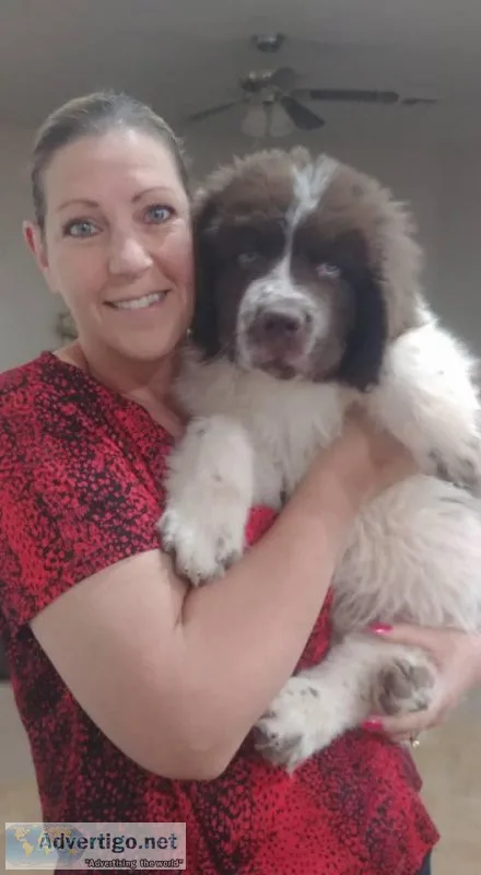Adorable Saint Bernard Puppies for Sale