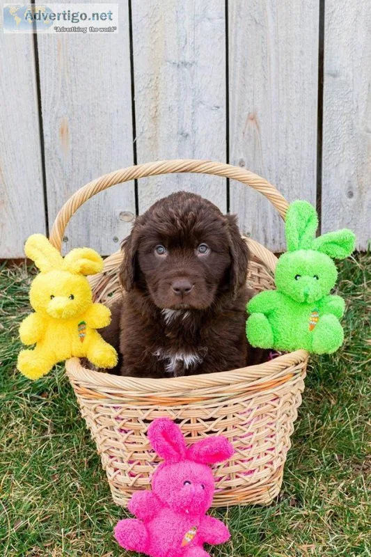 Black Newfoundland Puppies For Sale