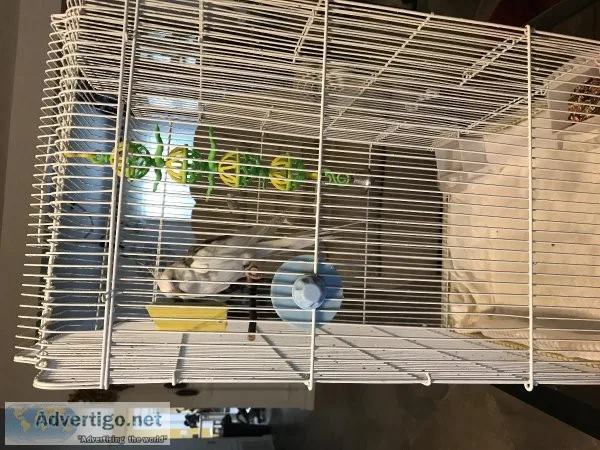 Sweet Cockatiel needs attention