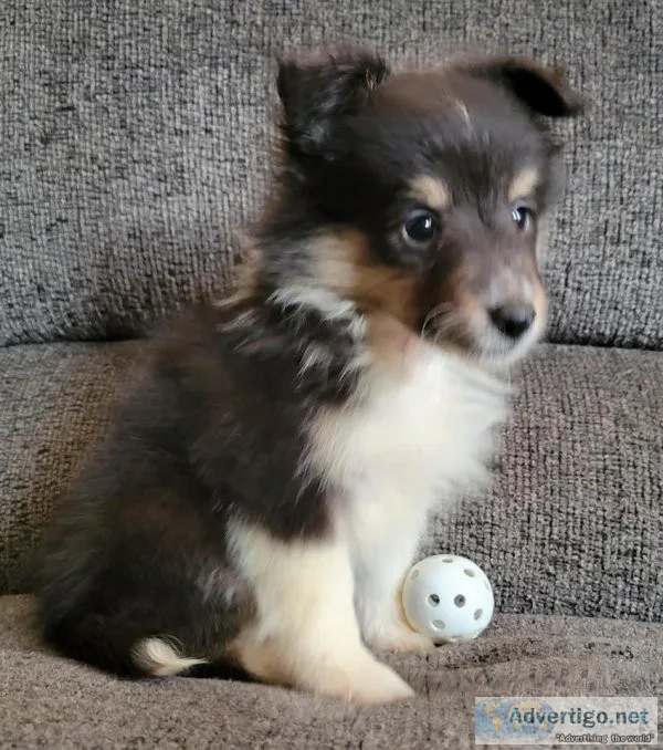 Beautiful AKC Shetland Sheepdog for Sale