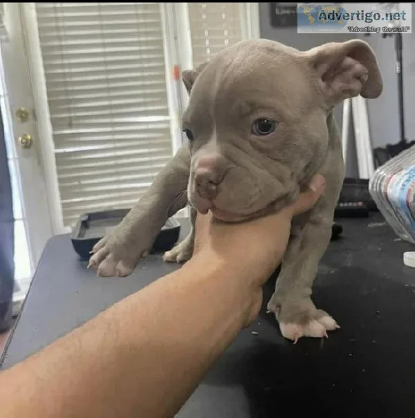 Pitbull puppies ready adoption
