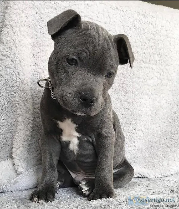 Pitbull puppies