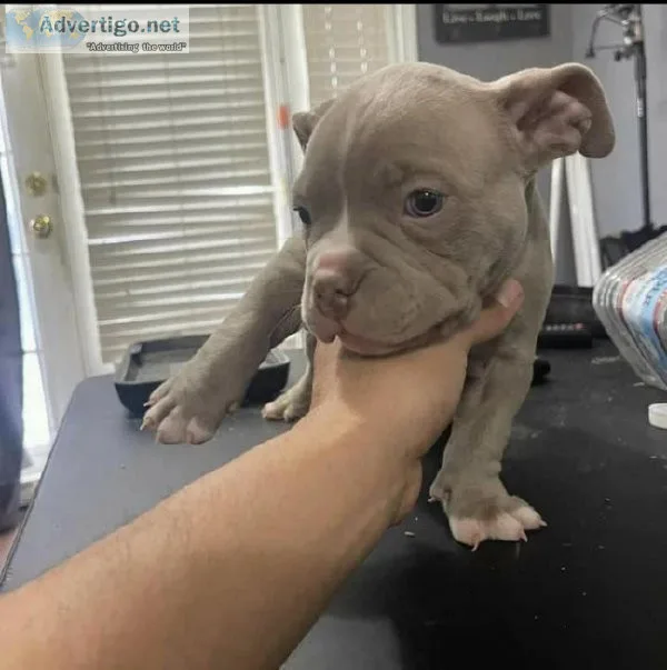 Pitbull puppies adoption