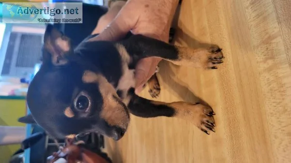 Merel Chihuahua puppies