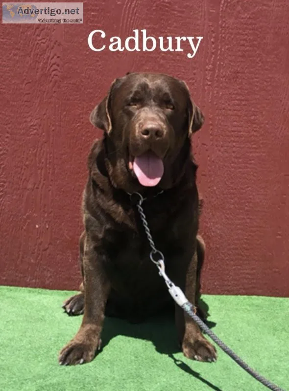 AKC English Labrador Stud Service