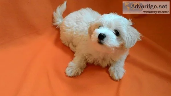 Trained Maltese puppies available
