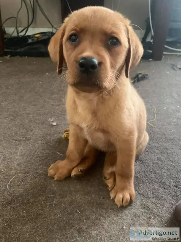 Lovely Labrador Retriever Puppies
