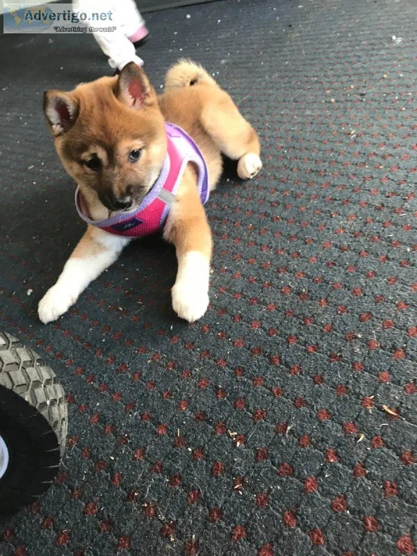 Akc Shiba Inu Puppies For Adoption