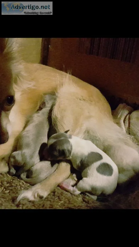 Chihuahua Puppies