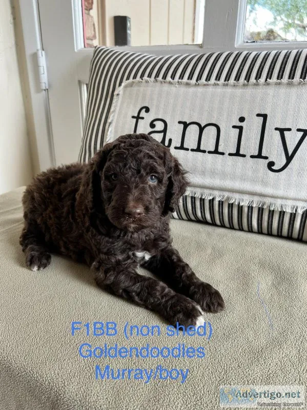 F1bb GoldendoodlesAussie Goldendoodles