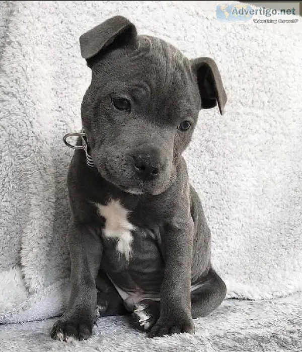 Pitbull puppies ready now for adoption