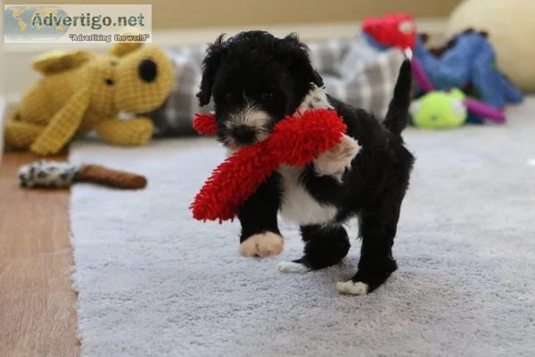 ADORABLE Portuguese Water Dog Puppies For Adoption