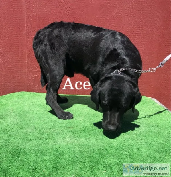 AKC Labrador Stud Service