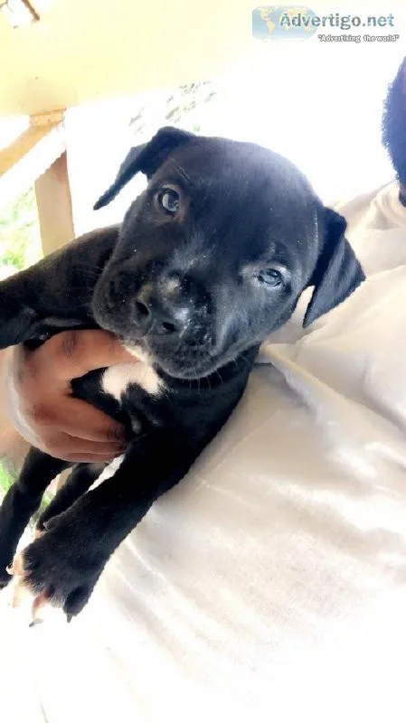American Bully puppies