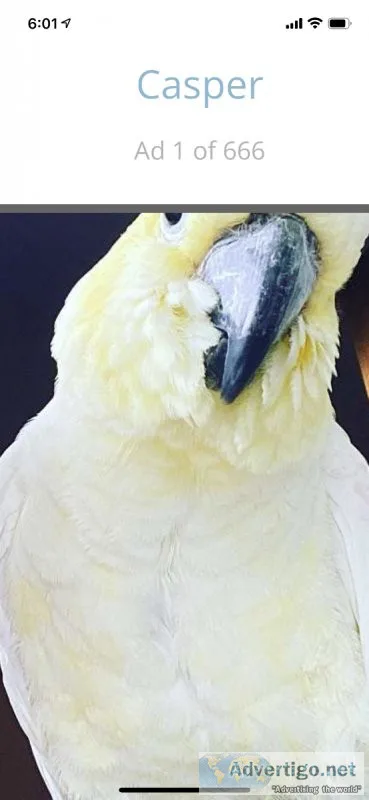 Cockatoo