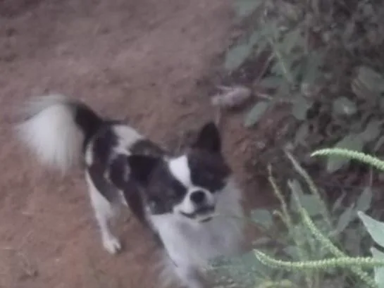 Chihuahua  Adult AKC Male